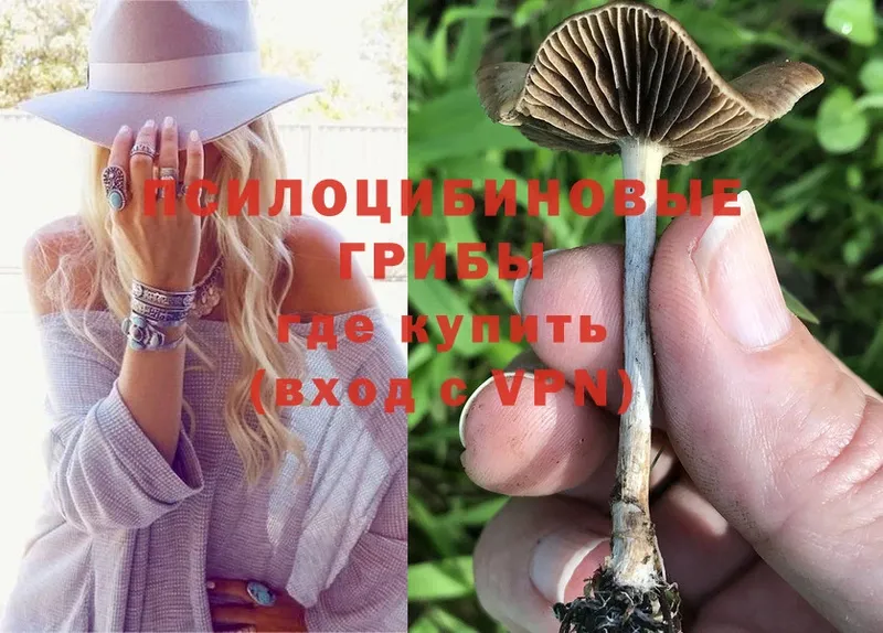 Галлюциногенные грибы Psilocybe  Азов 